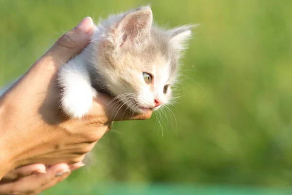 女性の手の中の子猫 — ストック写真