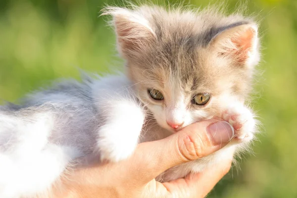 女性の手の中の子猫 — ストック写真