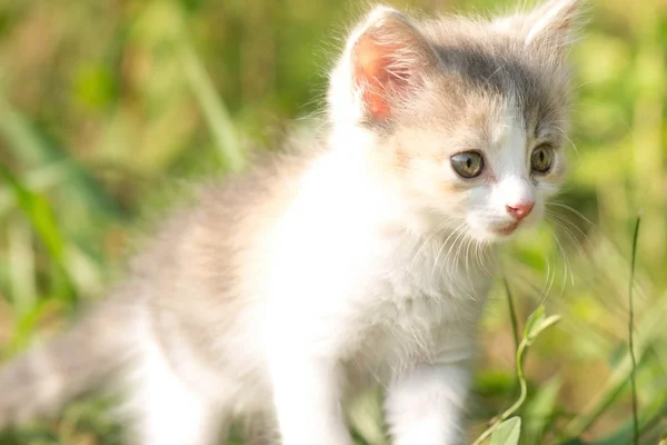 Pequeño peludo gatito caminando en la naturaleza — Foto de Stock