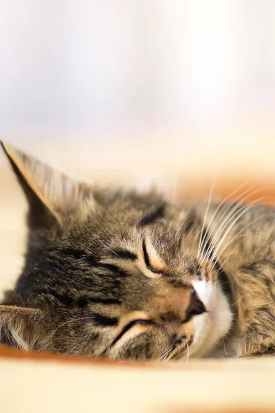 Сплячий кіт — стокове фото