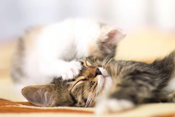 Kitten  licks leeping cat — Stock Photo, Image