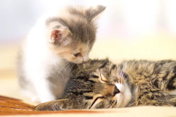 Gatinho lambe leeping gato — Fotografia de Stock