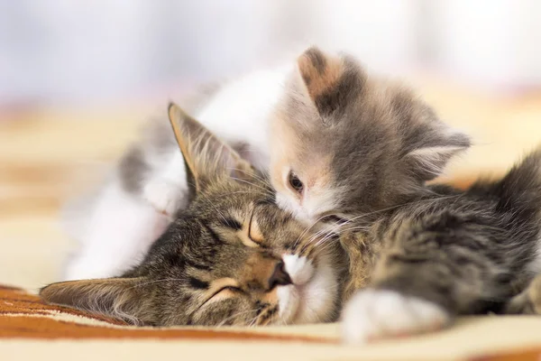 yavru kedi yayılıpsalyalarımı kedi yalıyor 
