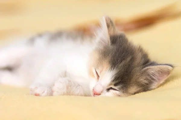 Little  sleeping kitten — Stock Photo, Image