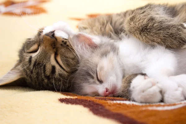 Dois gatinhos adormecidos na cama — Fotografia de Stock
