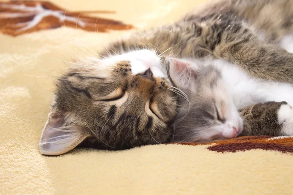 Two sleeping kitten on the bed — Stock Photo, Image