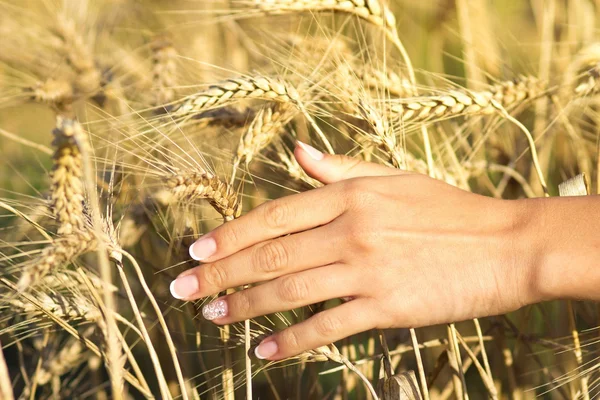 Girl in the field with ears Stock Image