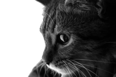 siyah beyaz bir kedi portresi