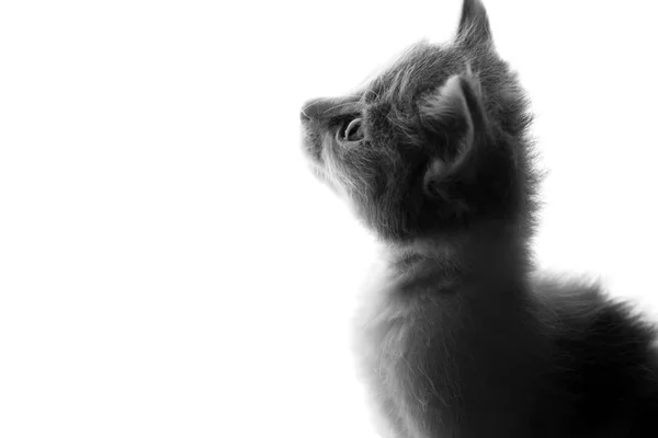 Черно-белый портрет маленького игривого котенка — стоковое фото