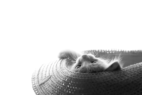 Black-and-white portrait of playful kitty in hat — Stock Photo, Image