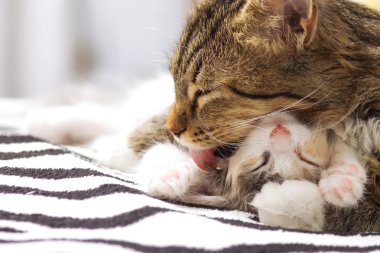 Uyuyan kedi kedi yalıyor