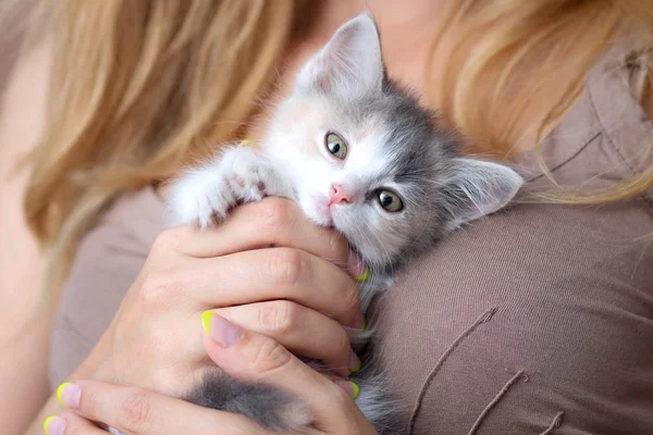 Pequeño gatito esponjoso en las manos de las mujeres — Foto de Stock