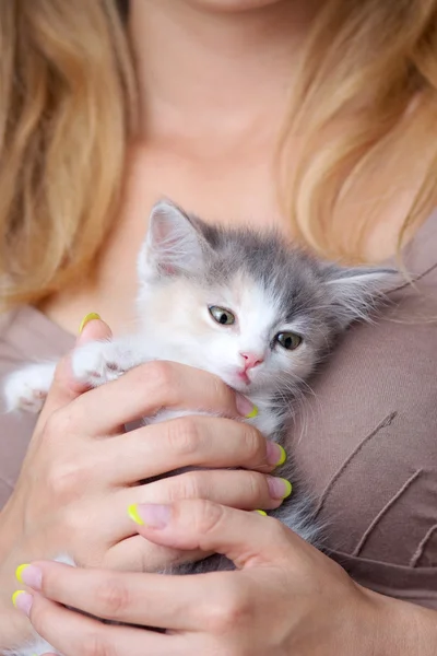 Маленький пухнастий кошеня в руках жінок — стокове фото