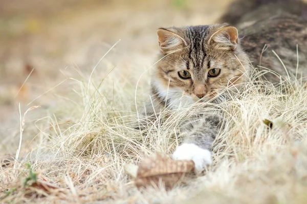 Carino gattino Iraheta nell'erba autunno — Foto Stock