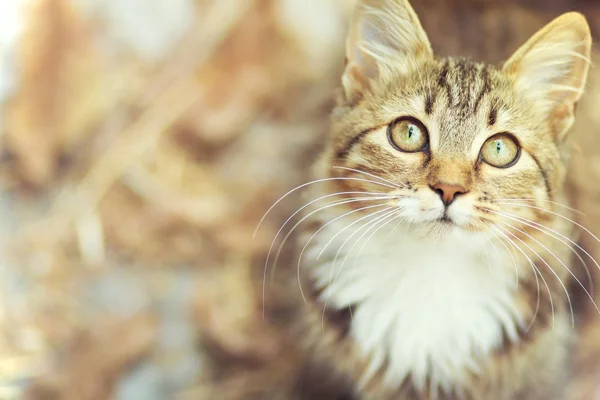 Aranyos cica őszi portréja — Stock Fotó