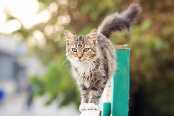 Cat walks on the fence