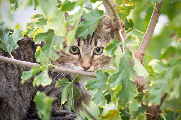 Γάτα που κρυφοκοιτάζουν έξω από κλαδιά δέντρων — Φωτογραφία Αρχείου