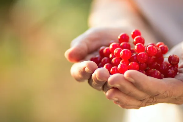 Un puñado de viburnum en las manos de una anciana — Foto de Stock