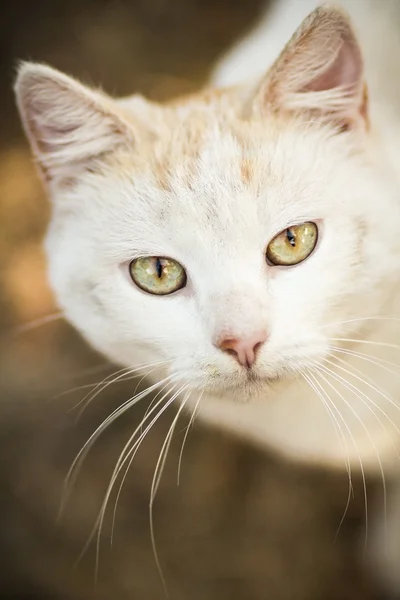 Portré egy fehér macska — Stock Fotó