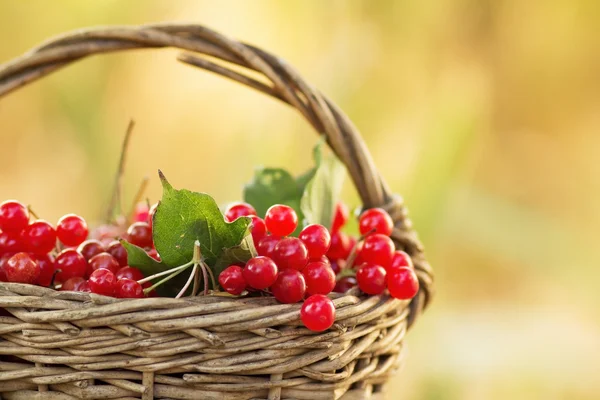 Viburnum rojo en una canasta de mimbre —  Fotos de Stock