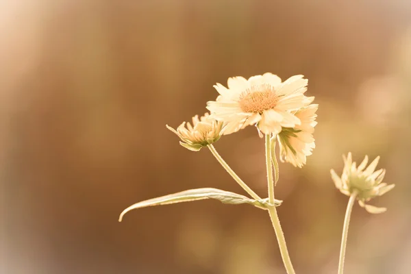 Foto van mooie bloem met bladeren — Stockfoto