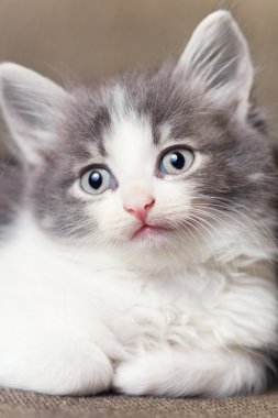 oynak bir kedicik portresi