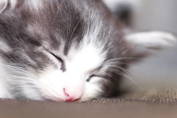 Retrato de um pequeno gatinho dormindo no sofá — Fotografia de Stock