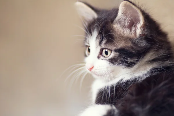 Portret van een speelse kleine kitten — Stockfoto