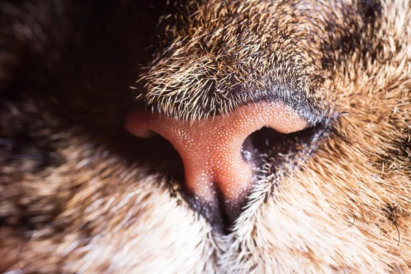 Naso di gatto e baffi primo piano — Foto Stock