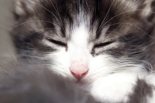 Retrato de un pequeño gatito dormido — Foto de Stock