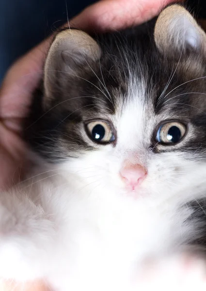 Retrato de um pequeno gatinho brincalhão na mão — Fotografia de Stock