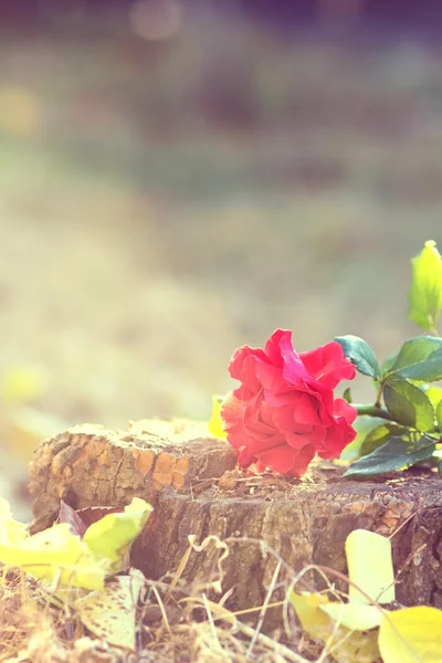 Rote Rose liegt auf einem Baumstumpf — Stockfoto