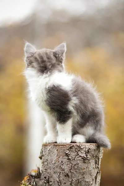 Bir güdük üzerinde oturan küçük yavru kedi — Stok fotoğraf