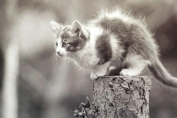 Bir güdük üzerinde oturan küçük yavru kedi — Stok fotoğraf