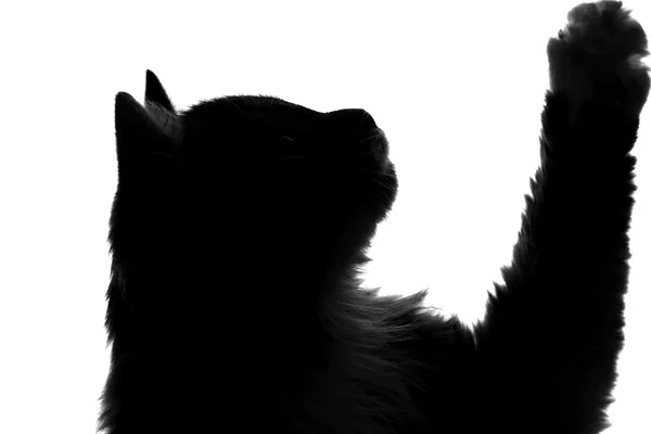สีลูเอทแมวปุยขอให้กิน — ภาพถ่ายสต็อก