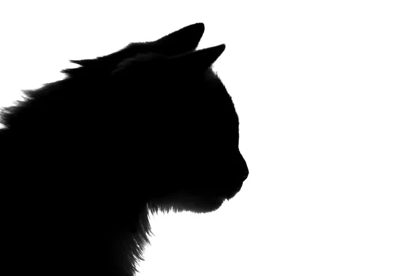 Silhouet van pluizig kat op een witte achtergrond — Stockfoto