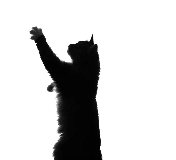 Silhouette fluffiga katter ber att äta — Stockfoto