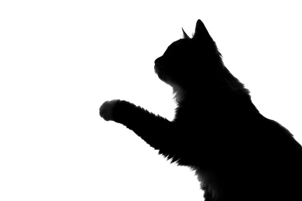 Silhouette einer flauschigen Katze auf weißem Hintergrund — Stockfoto