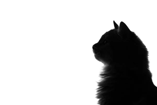 Silhouette de chat moelleux sur fond blanc — Photo