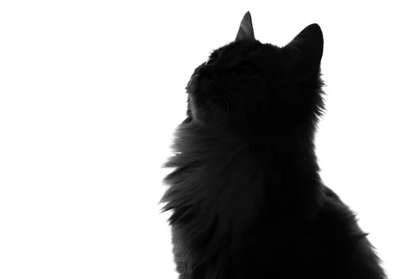 Silhouette einer flauschigen Katze auf weißem Hintergrund — Stockfoto