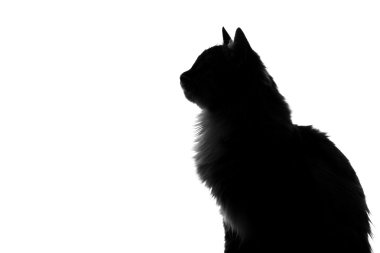 Beyaz bir arka plan üzerinde kabarık kedi silüeti
