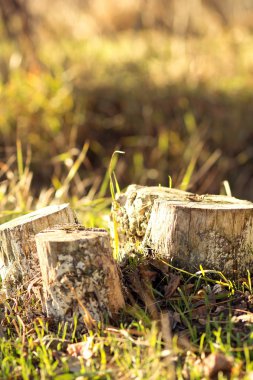 yeşil çim ağaç kütükleri