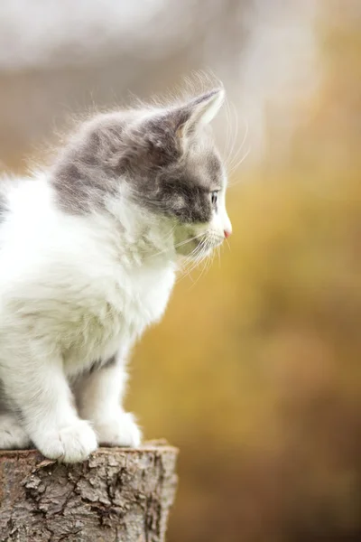Retrato de outono de gatinho bonito — Fotografia de Stock