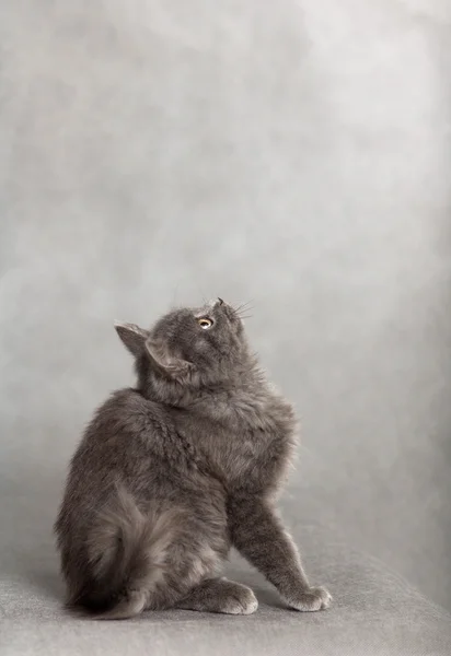 Little fluffy kitten on a gray background — Stock Photo, Image