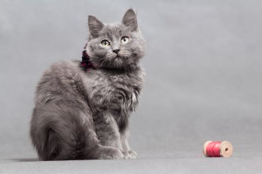 Dekorasyonu ile kabarık gri kedicik