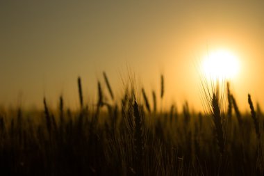 Bir alan buğday, kulakları Mısır, siluet