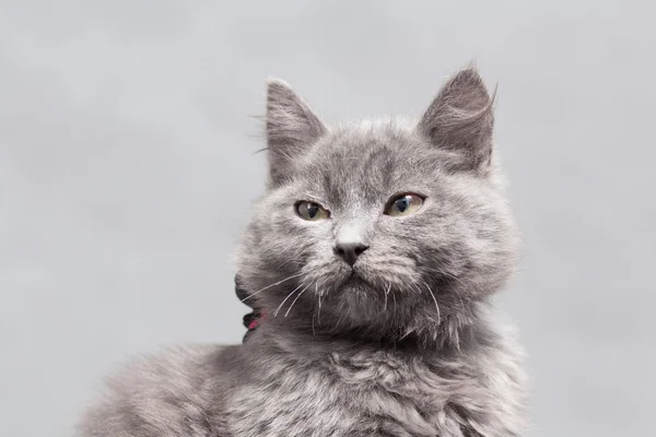 Αφράτο γκρι γατάκι με διακόσμηση — Φωτογραφία Αρχείου