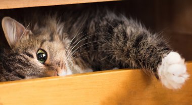 Dolaptaki raf şeylerle yalan şirin kırmızı kedi