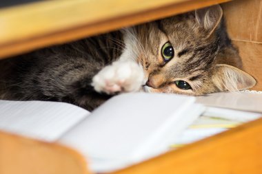 bir defter ile raf üzerinde şirin kırmızı kedi bırakır