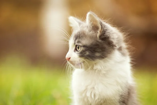 Pequeno gatinho brincando na grama — Fotografia de Stock